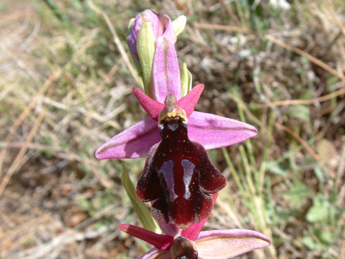 Due fotogeniche Ophrys e forse una novit  Dalla Grecia con passione